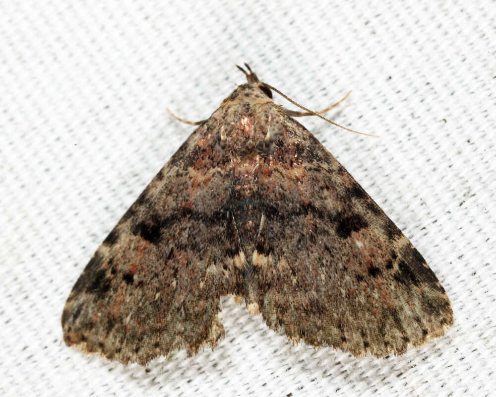 Image of Four-spotted Fungus Moth