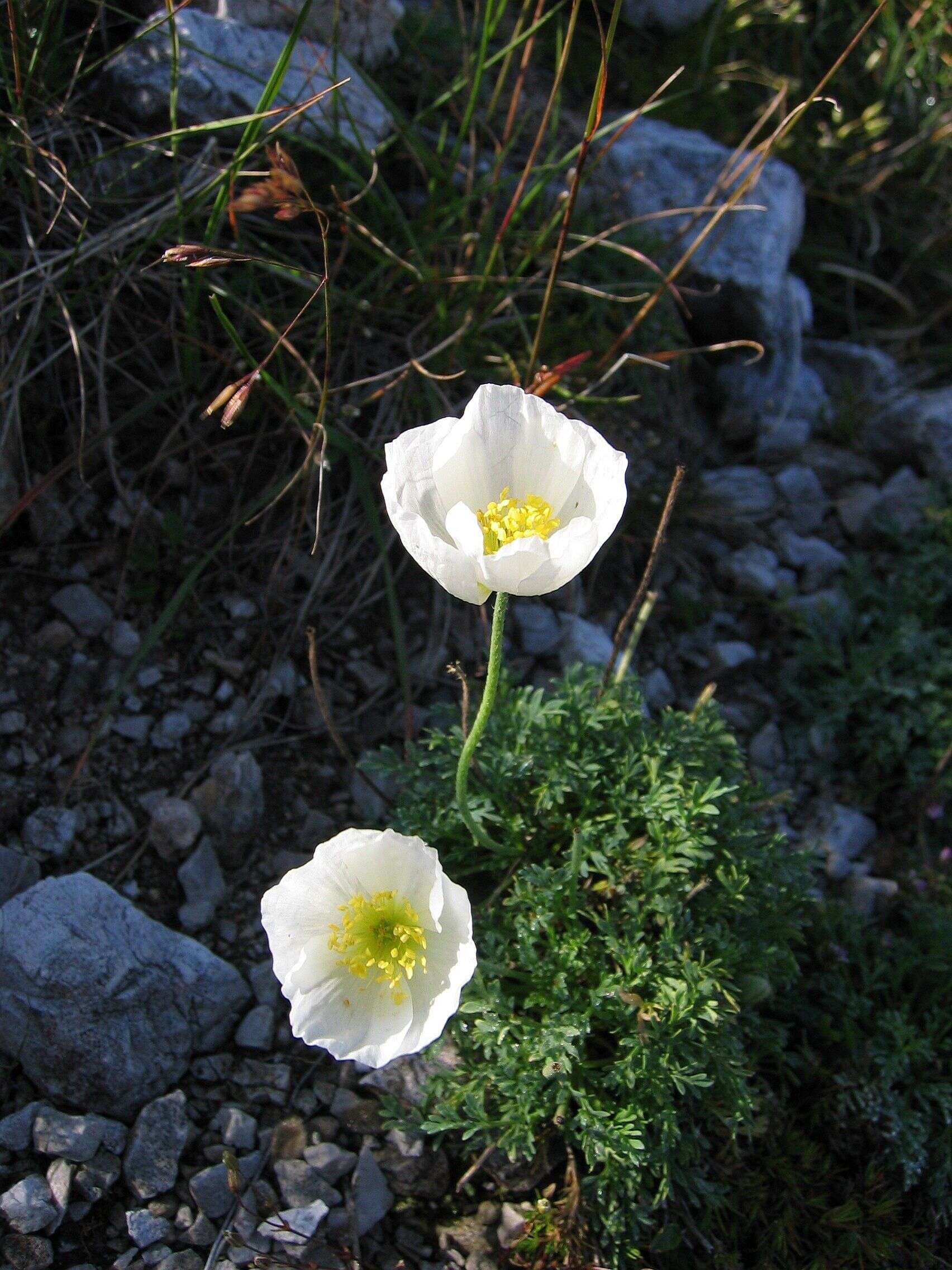 Imagem de Papaver alpinum L.