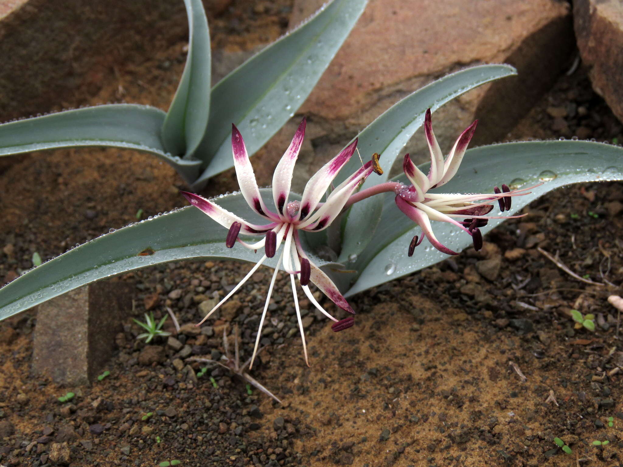 Image of Ornithoglossum undulatum Sweet