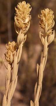 Слика од Stachys flavescens Benth.