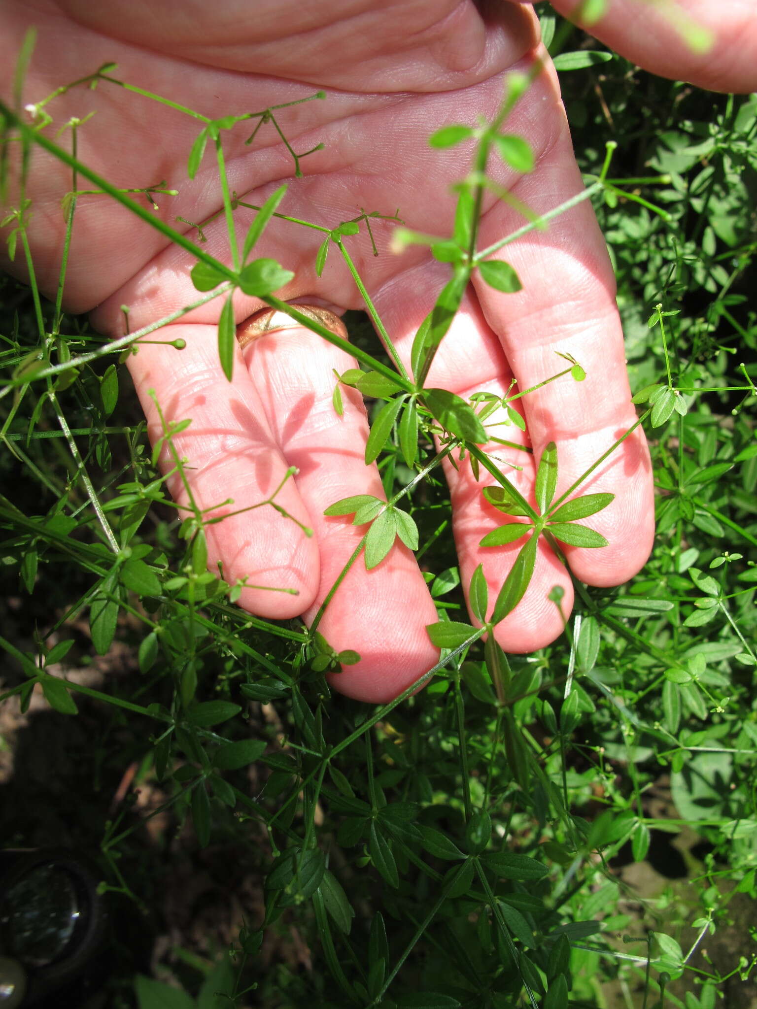 Plancia ëd Galium obtusum Bigelow