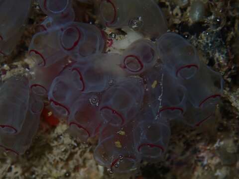 Image of painted tunicate