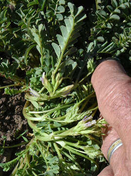 Image of <i>Astragalus <i>lentiginosus</i></i> var. lentiginosus