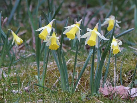 Image of Narcissus pseudonarcissus subsp. pseudonarcissus