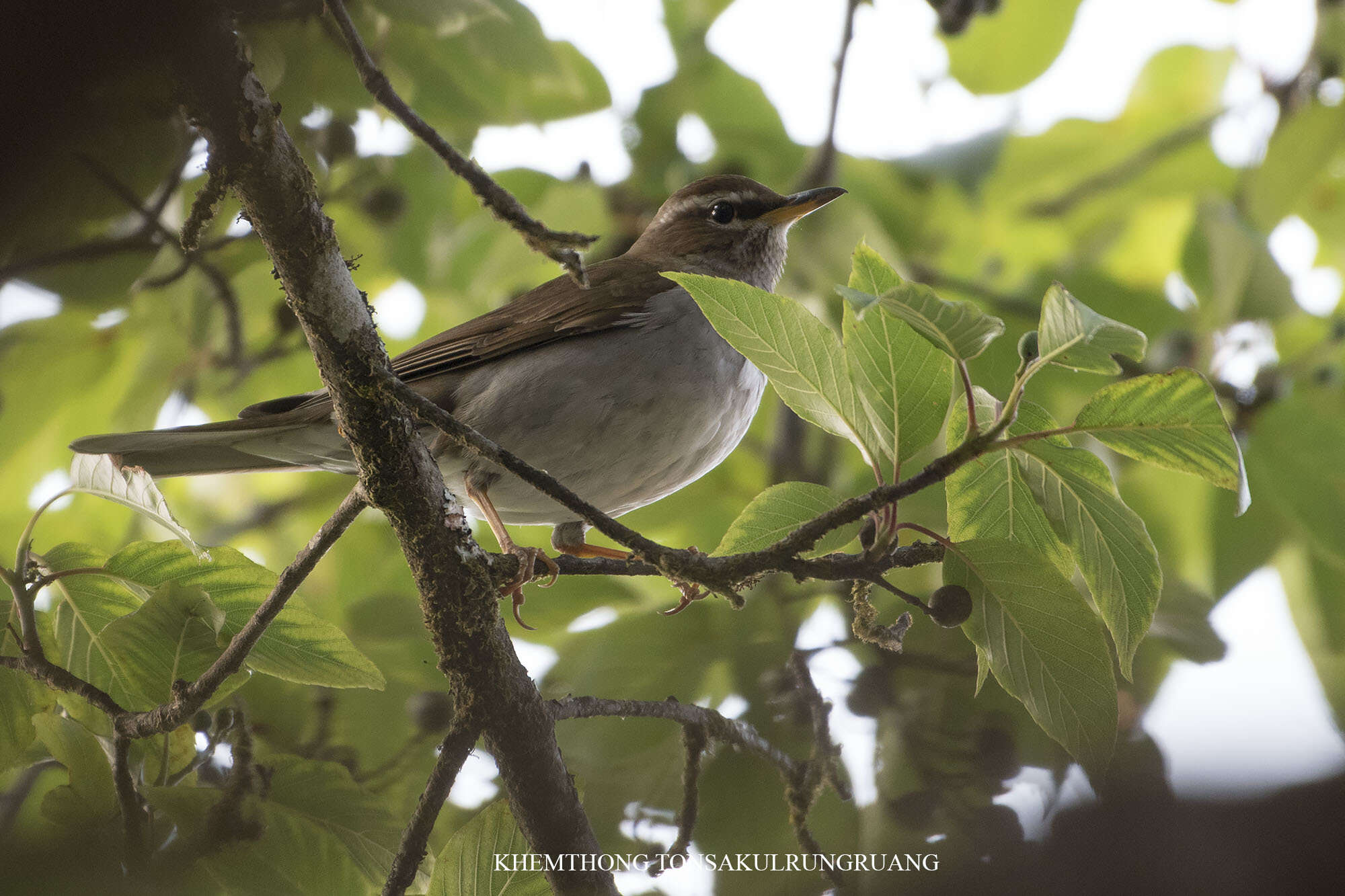 Image of Grey-sided Thrush