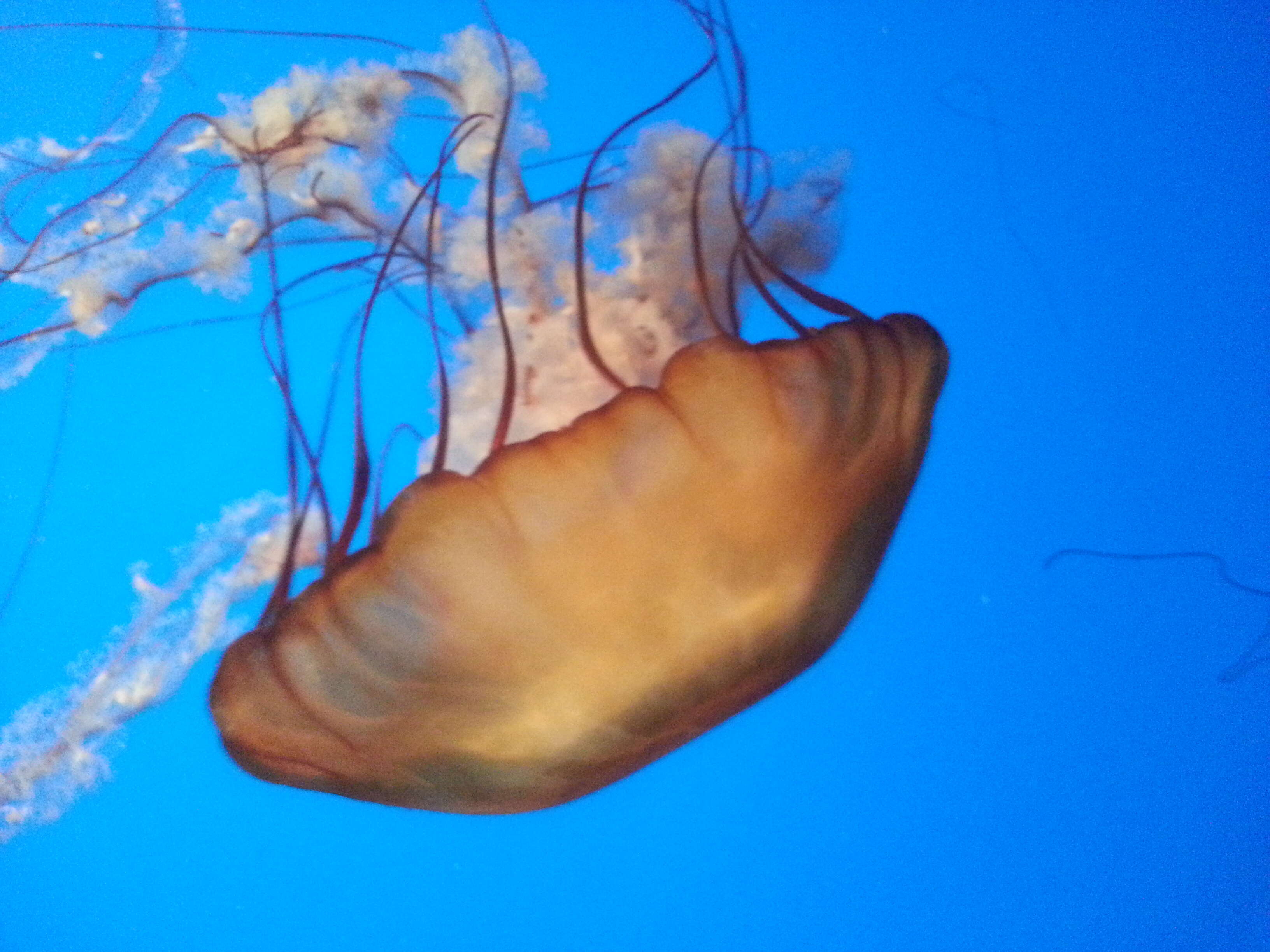 Image of Sea nettle