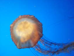 Image of Sea nettle