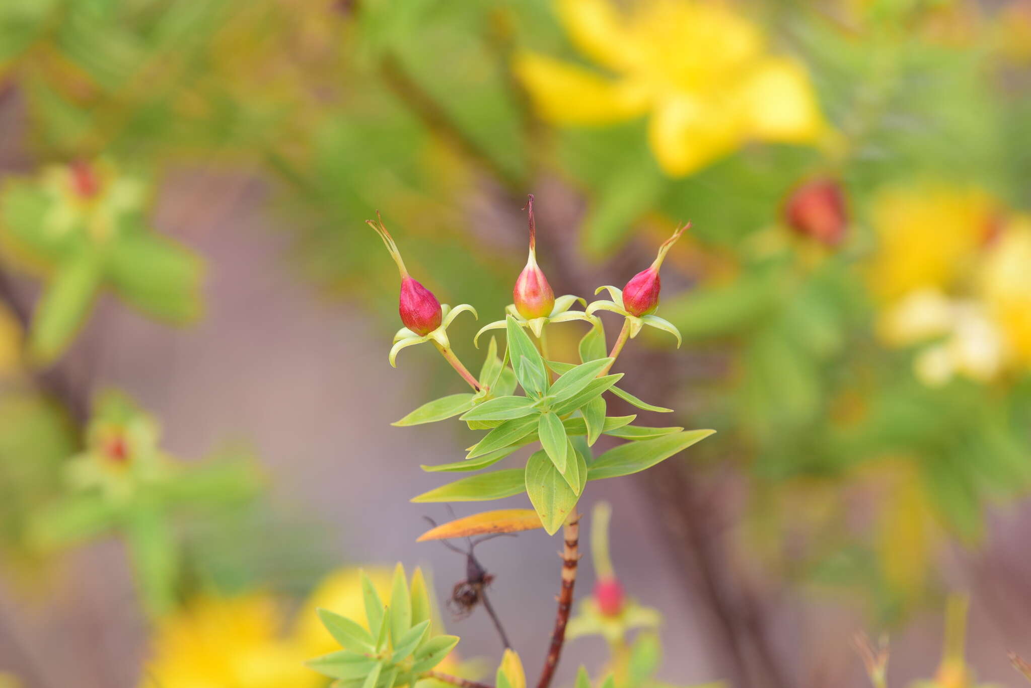 Image of Hypericum mysorense Heyne