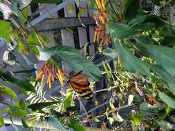 Image of Isabella’s Longwing