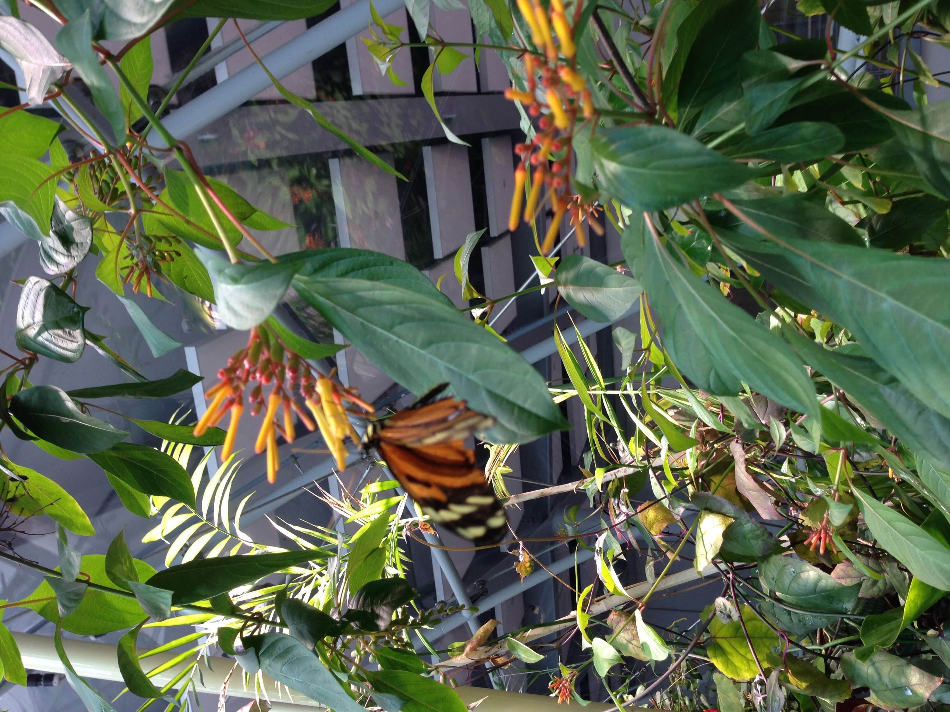 Image of Isabella’s Longwing