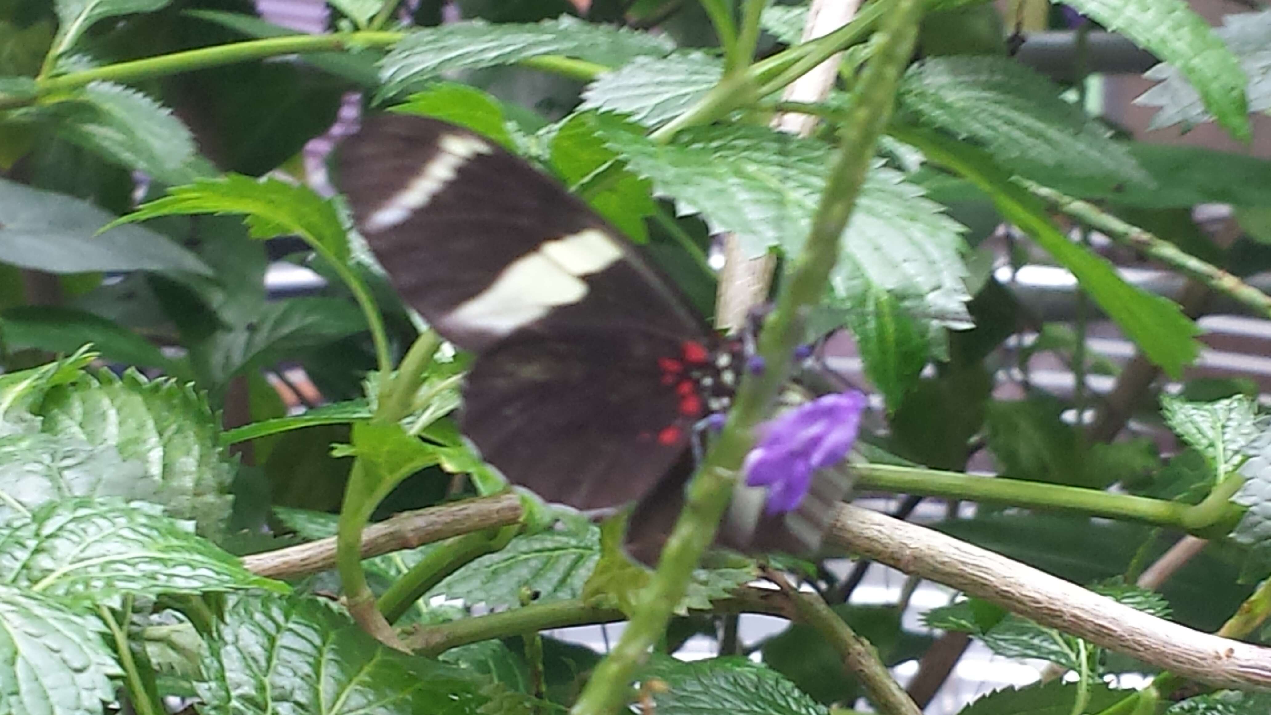 Heliconius sara Fabricius 1793的圖片