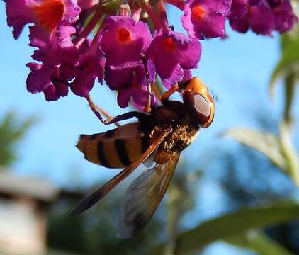 Image of lesser hornet hoverfly