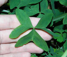 Image of Oxalis bipartita A. St.-Hil.