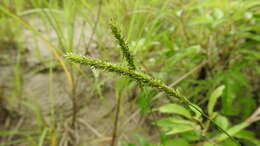 Plancia ëd Sacciolepis indica (L.) Chase