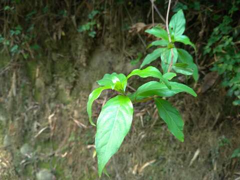 Image of Mussaenda parviflora Miq.