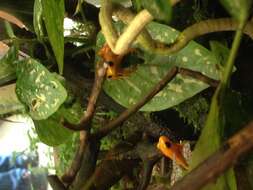 Image of Ginger Tree Frog