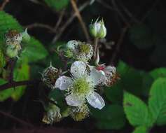 Sivun Rubus elegantispinosus (Schumacher) H. E. Weber kuva