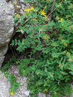 Image of Hypericum hircinum subsp. hircinum