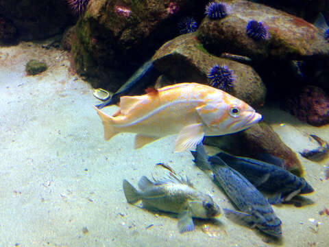 Image of Canary rockfish