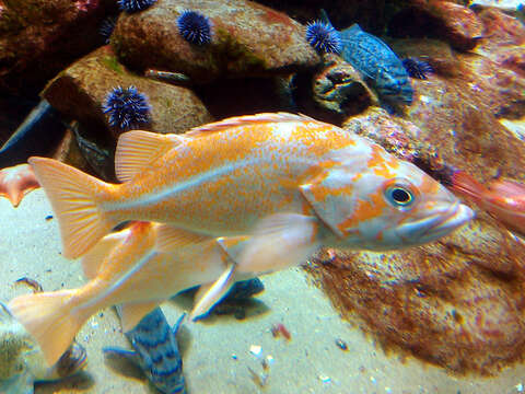 Image of Canary rockfish