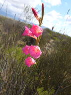 Imagem de Gladiolus caryophyllaceus (Burm. fil.) Poir.