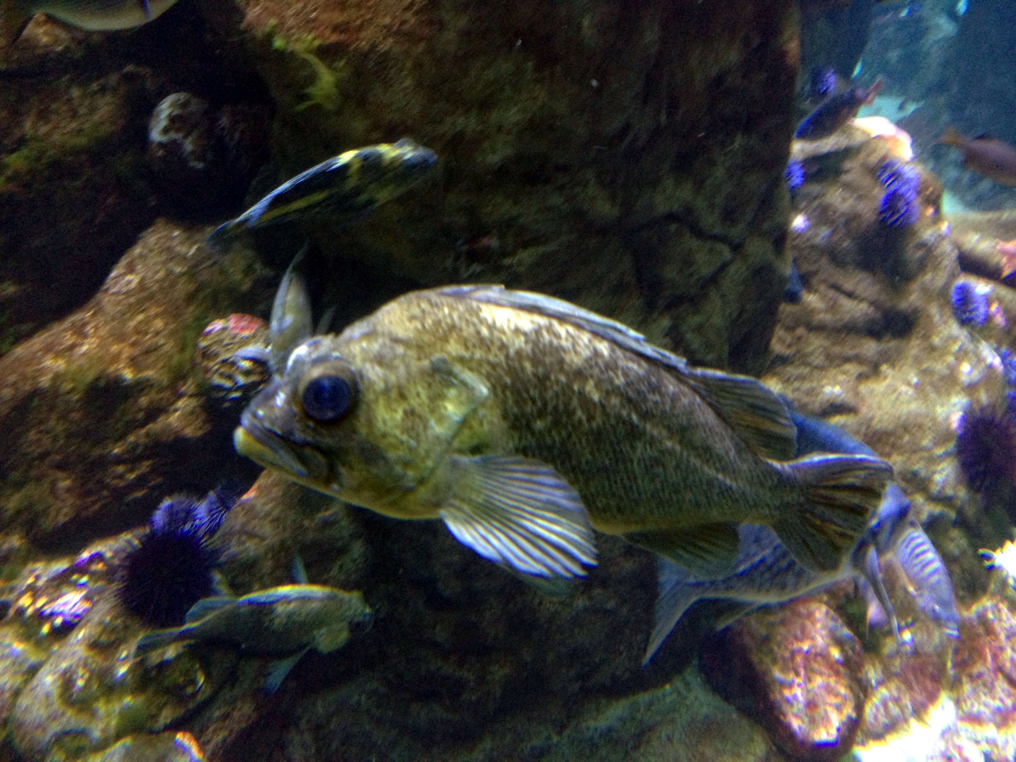 Image of China rockfish