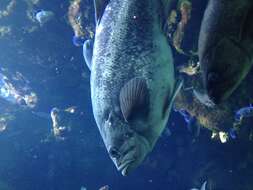 Image of China rockfish