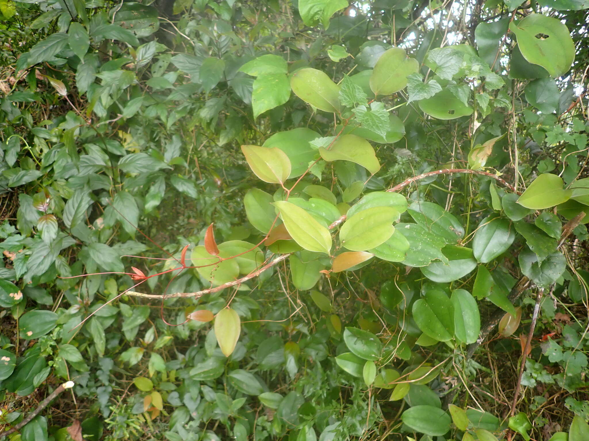 Smilax bracteata C. Presl resmi