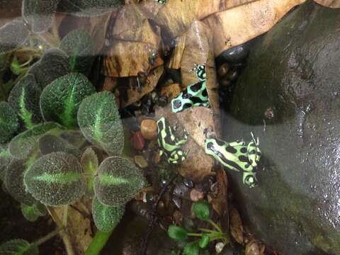 Image of Gold Arrow-poison Frog