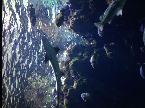 Image of Leopard Shark