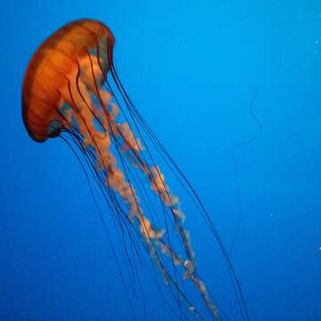 Image of Sea nettle