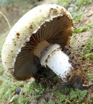 Image of Psilocybe coronilla (Bull.) Noordel. 1995