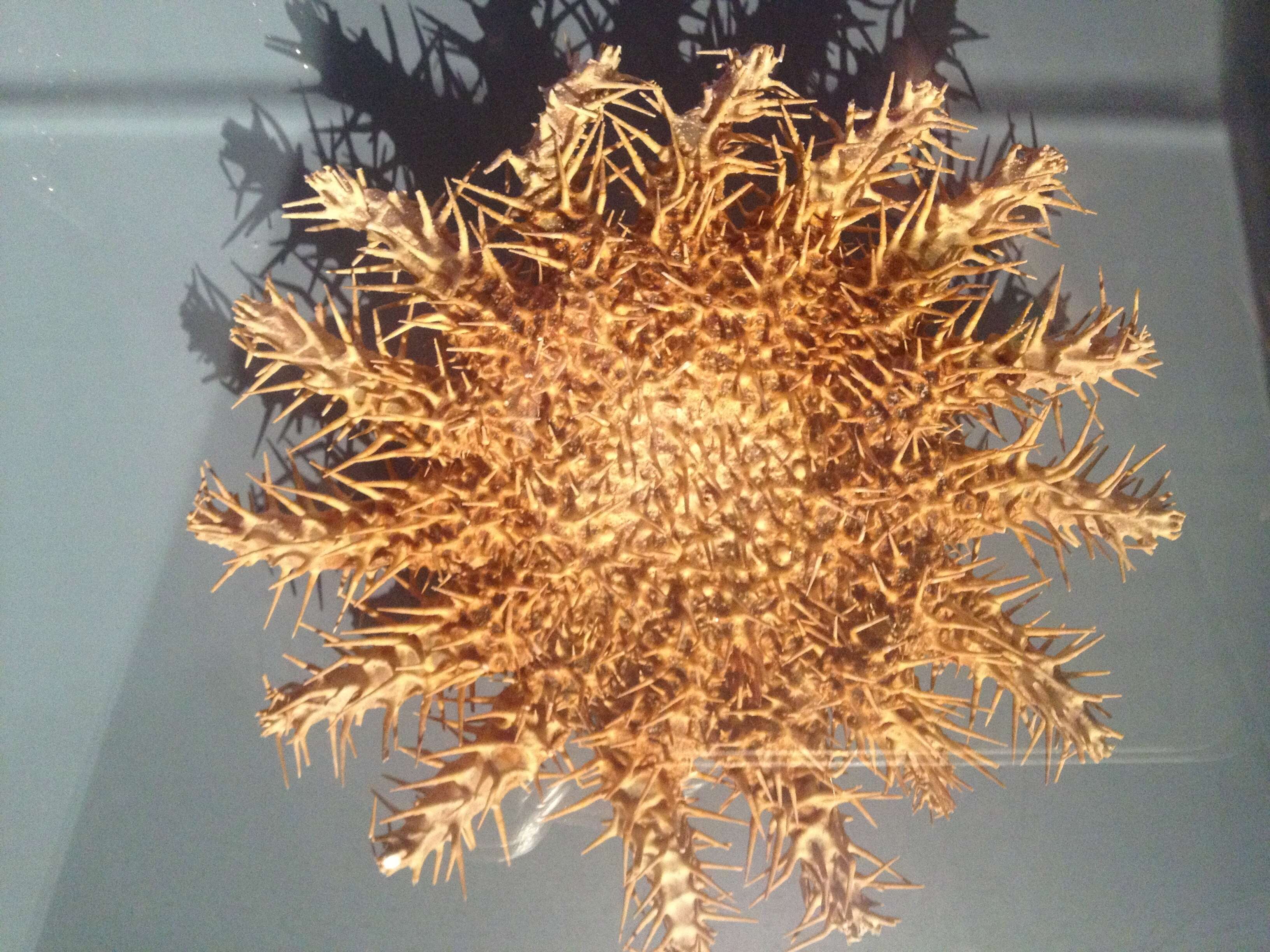 Image of crown of thorns starfishes