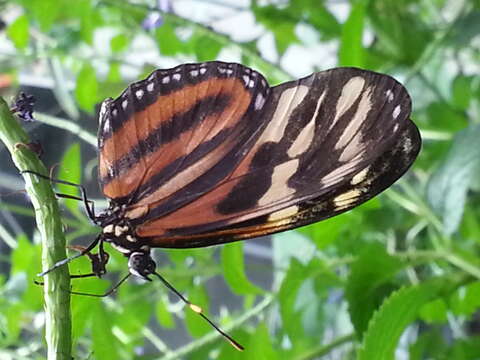 Image of Isabella’s Longwing