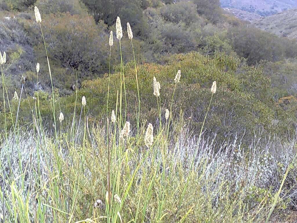 Image of bulbous canarygrass