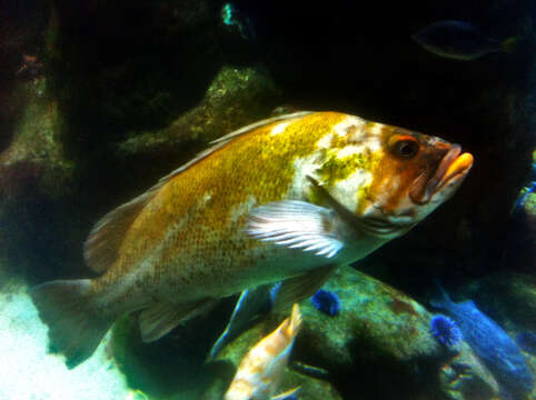 Image of Canary rockfish