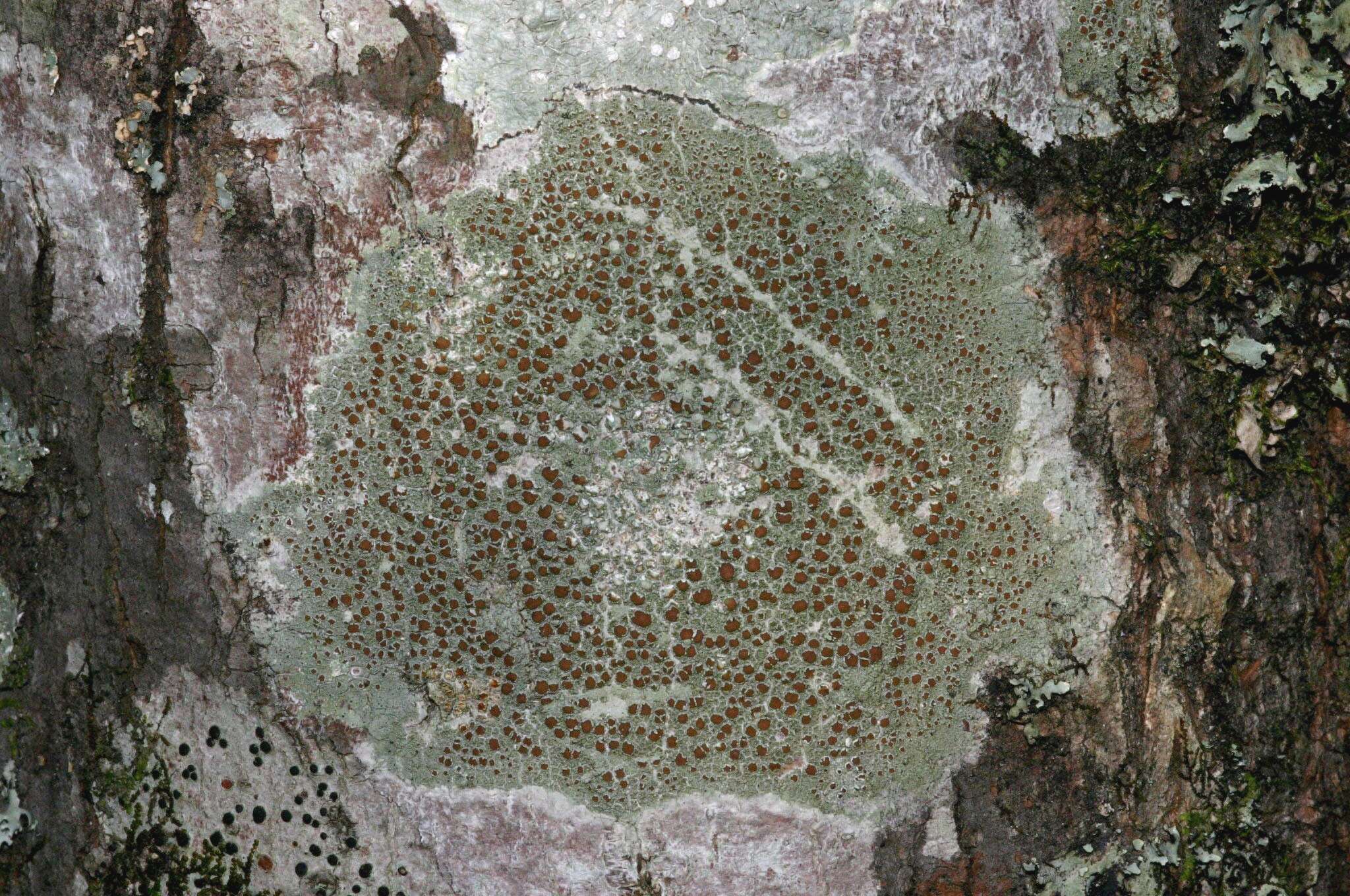 Image of Beaded rim-lichen;   Rim lichen