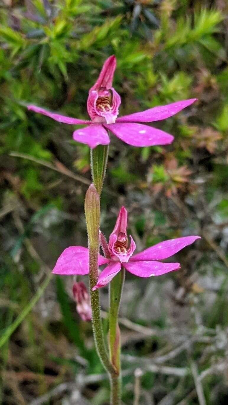 Image of Ornate pink fingers