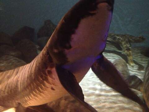 Image of Australian lungfish