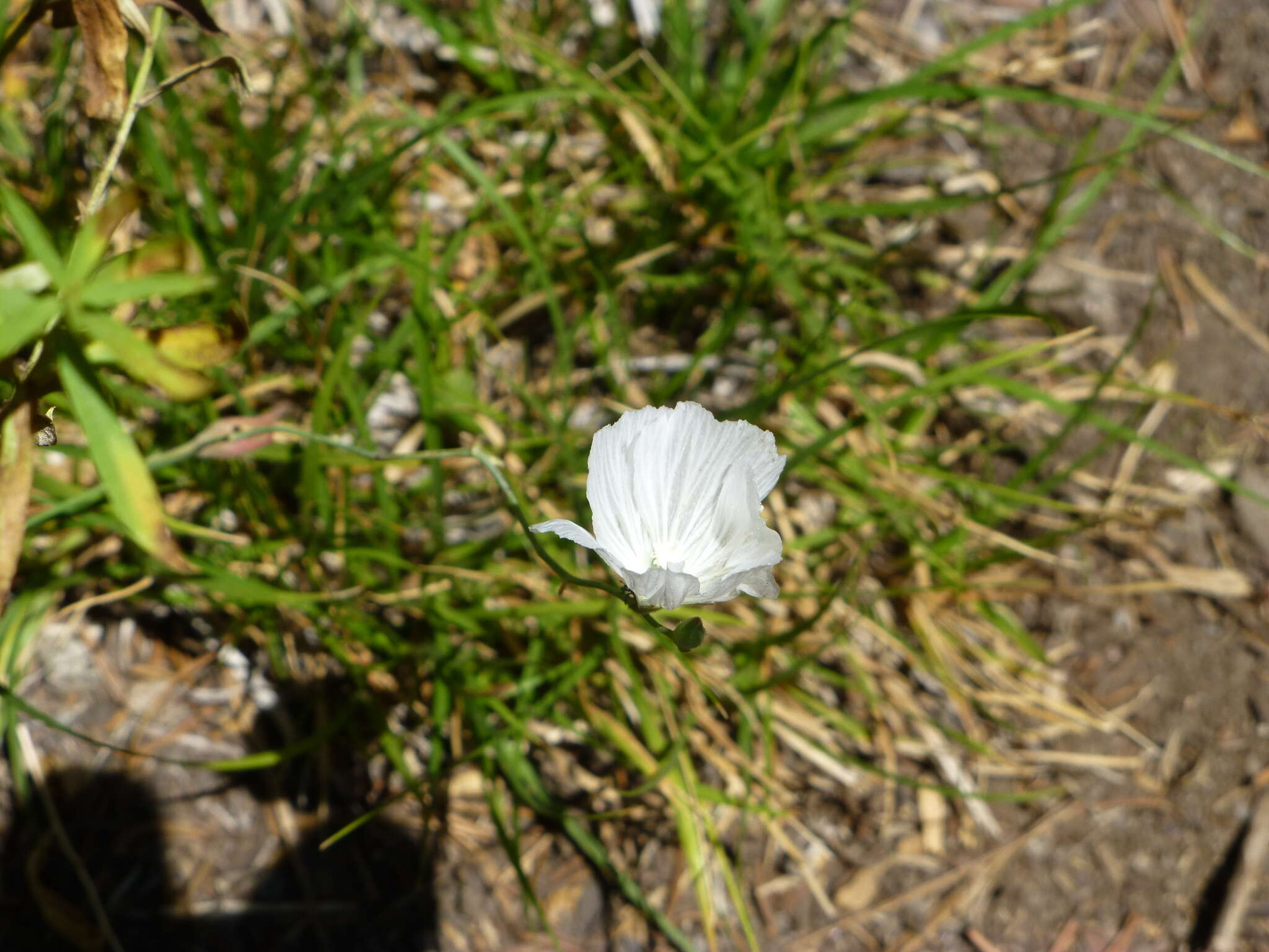 Image de Sidalcea glaucescens Greene.