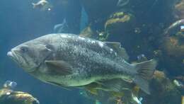 Image of China rockfish