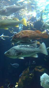 Image of Canary rockfish