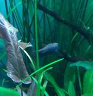 Betta albimarginata Kottelat & Ng 1994 resmi