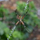 Image of Garden spider