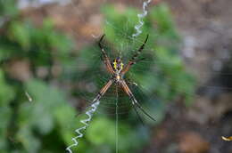 Image of Garden spider