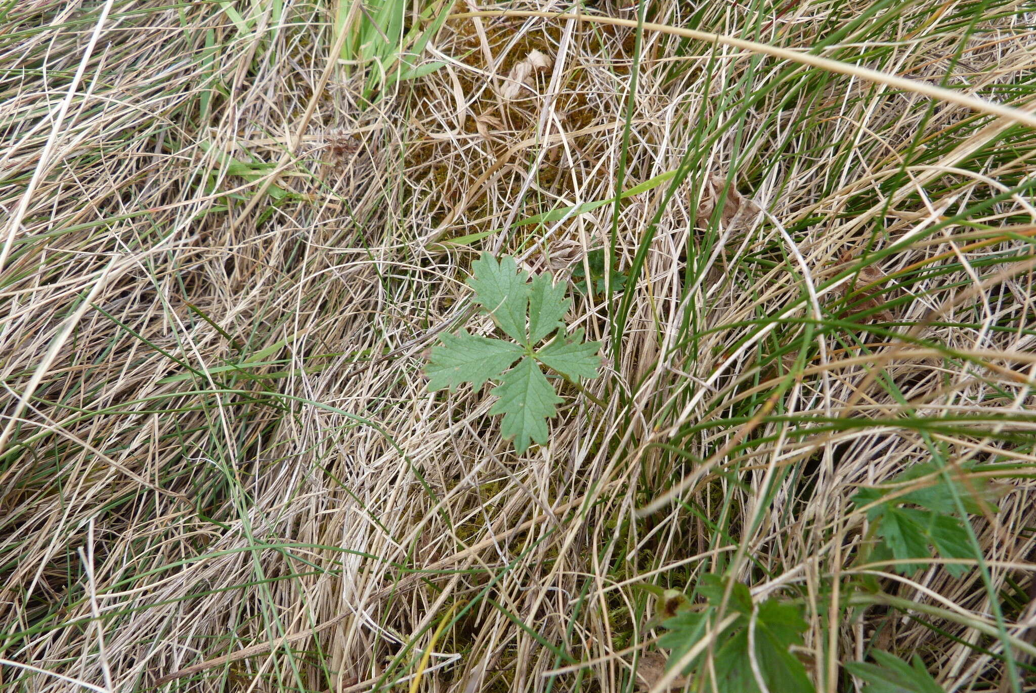 Image of English cinquefoil