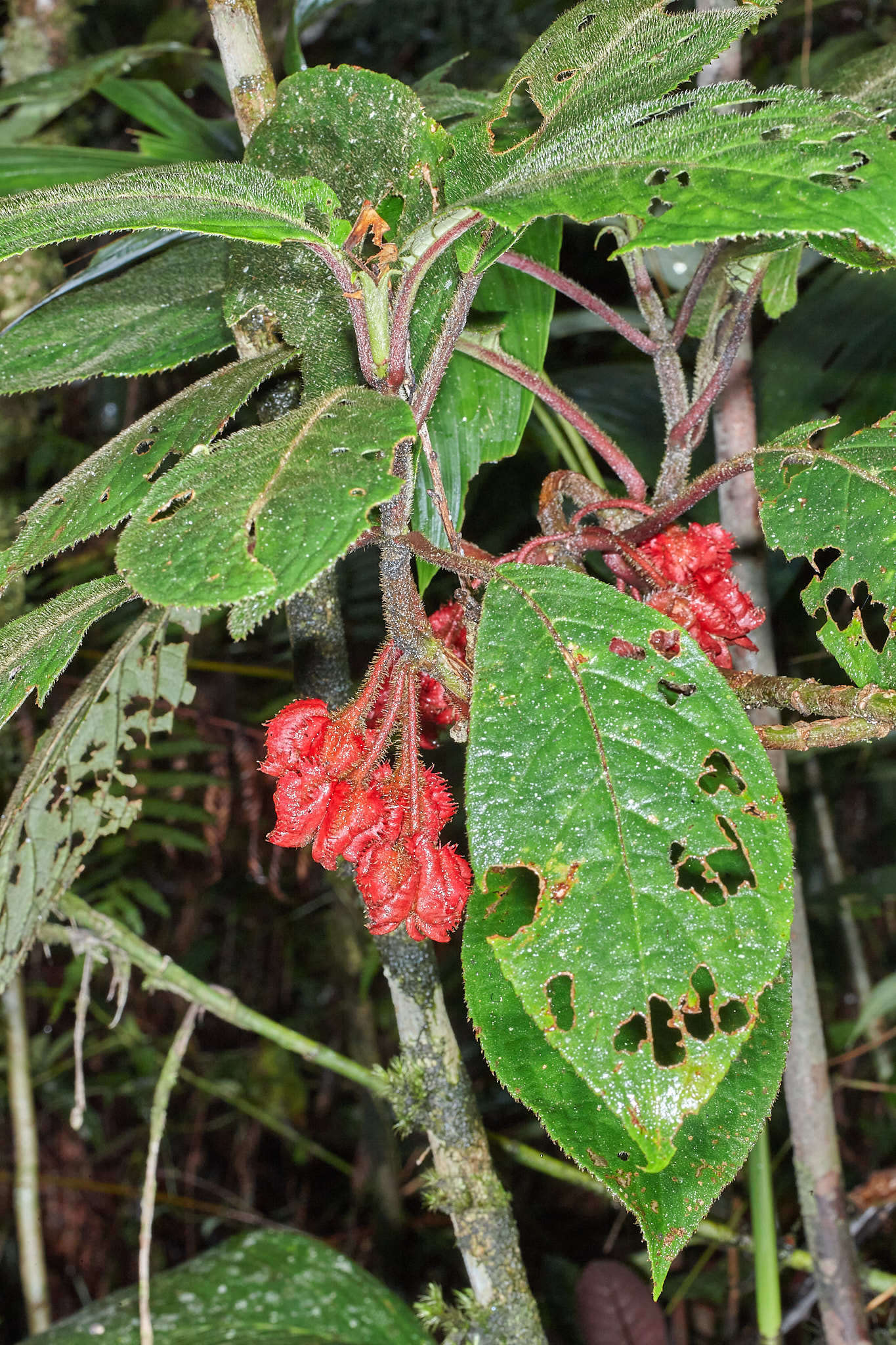 Image of Glossoloma cucullatum (C. V. Morton) J. L. Clark