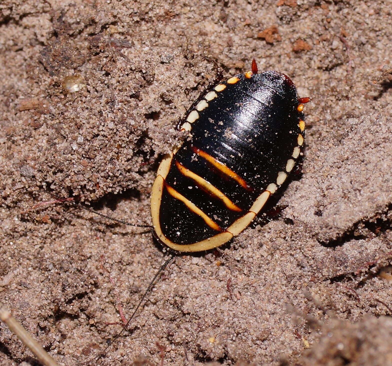 Image of Cosmozosteria subzonata (Tepper 1894)