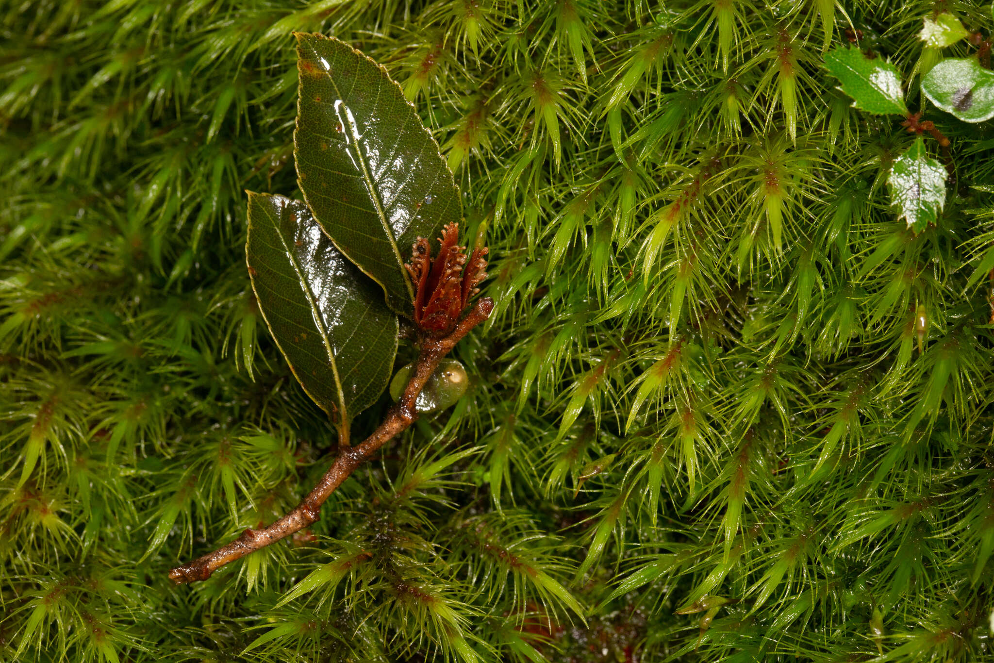 Imagem de Nothofagus moorei (F. Muell.) Krasser