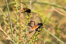 Image of Ctenagenia vespiformis (Klug 1834)